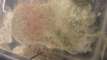 Media type: image;   Invertebrate Zoology 153512 Description: live specimen;